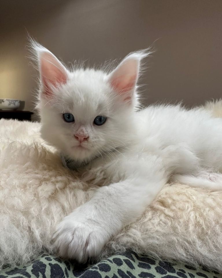 Maine coon kittens 