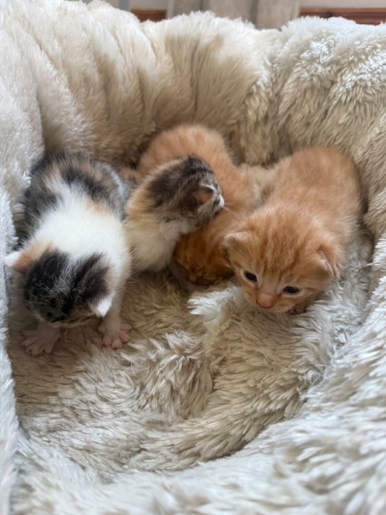 Kittens 