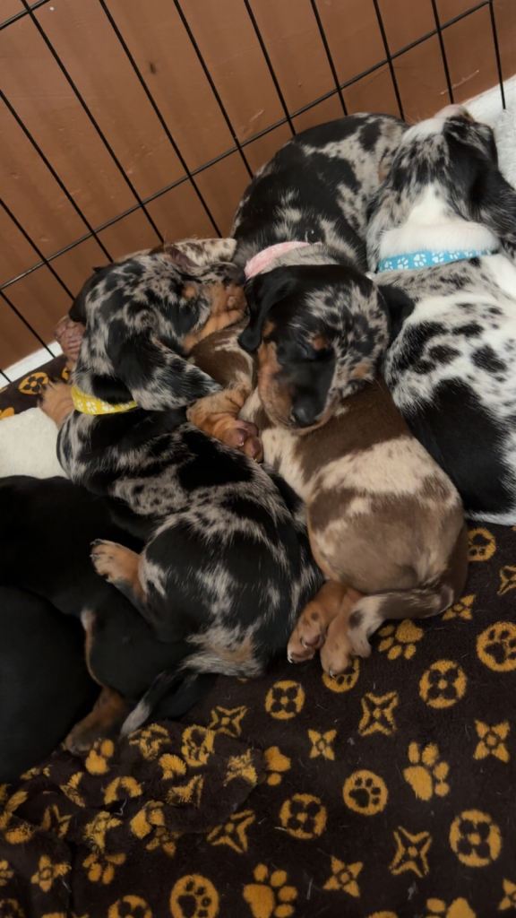 Stunning pedigree Miniature dachshund puppies