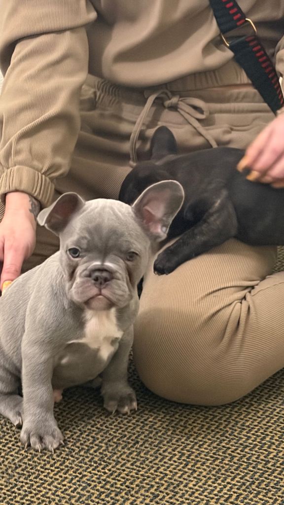 Blue/lilac French bulldog 