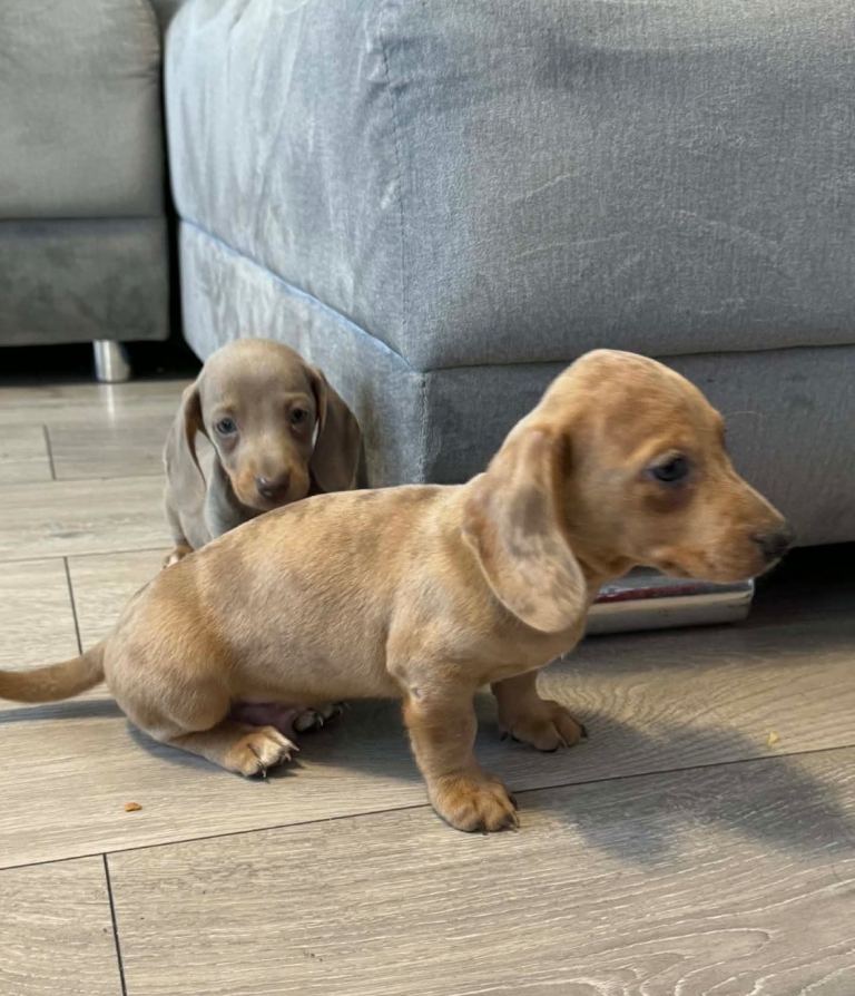 Miniature dachshund puppies!!