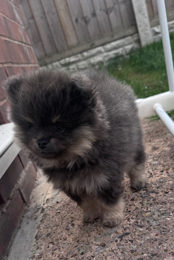 Toy pomaranian pup (male 💙) 