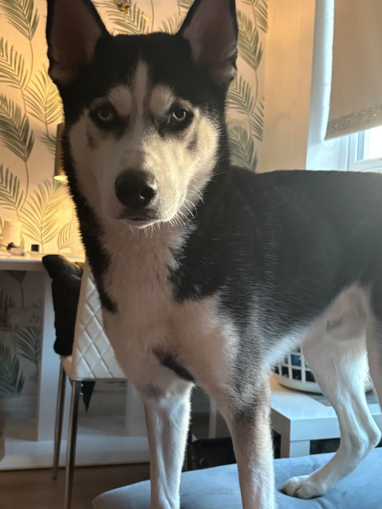 1 year old husky