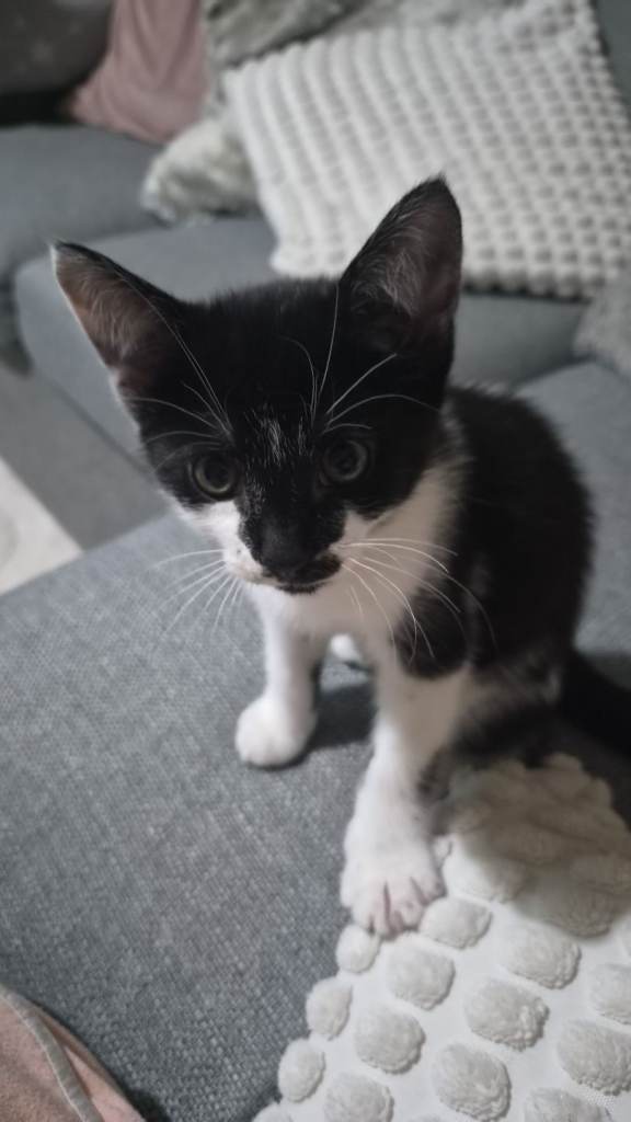 Domestic shorthair kitten