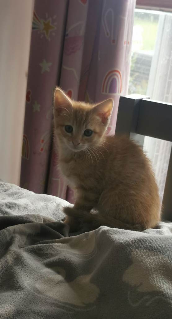 Kittens ragdoll mix
