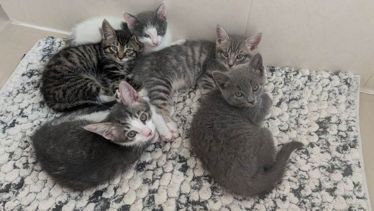 Kittens