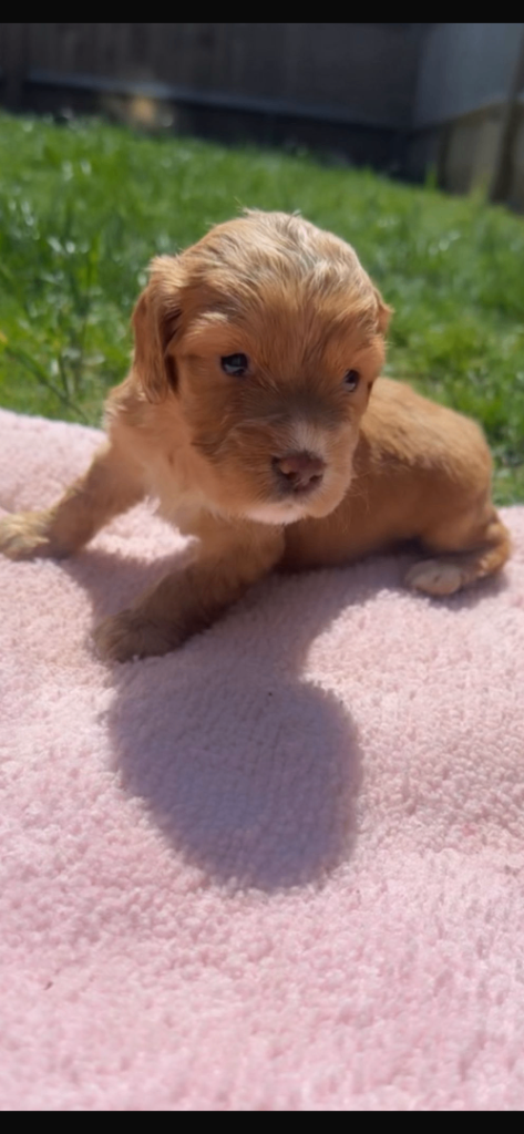 Cocker spaniel puppys 