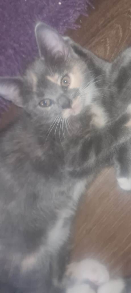 Beautiful kittens 
