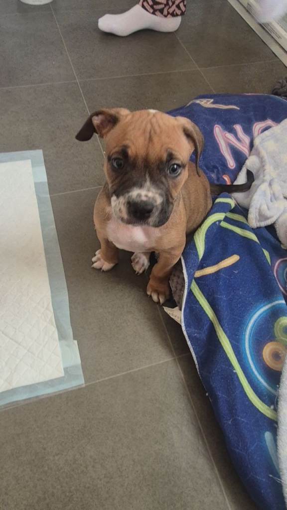 American bulld9g pup 