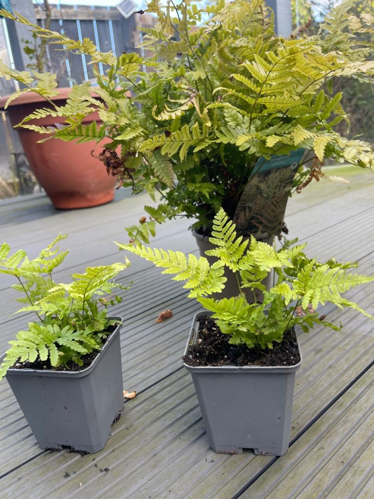 Dryopteris erythosora Fern plant 