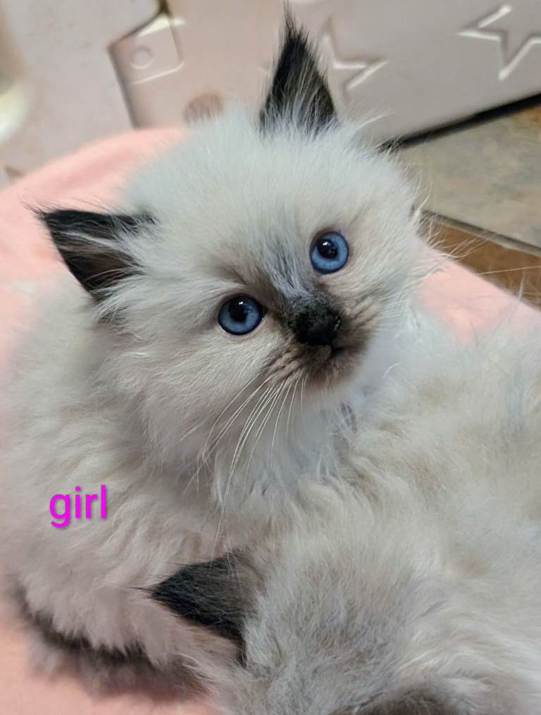 Blue and Seal point Ragdoll kittens 