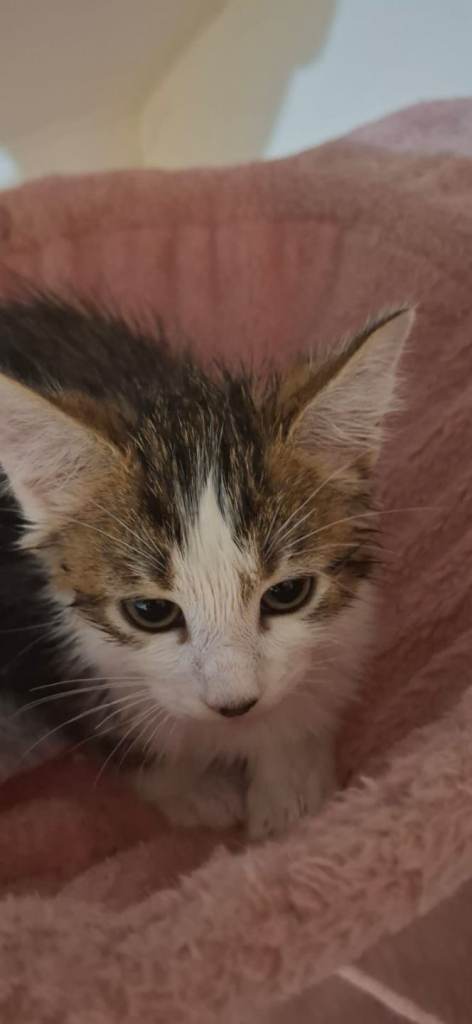 image for Kitten boy 