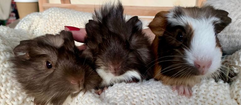 VERY tame, healthy, GORGEOUS baby boy Guinea pigs