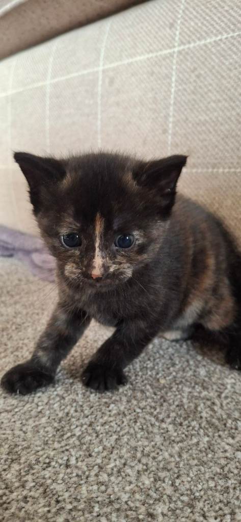 Beutifull female kitten xx