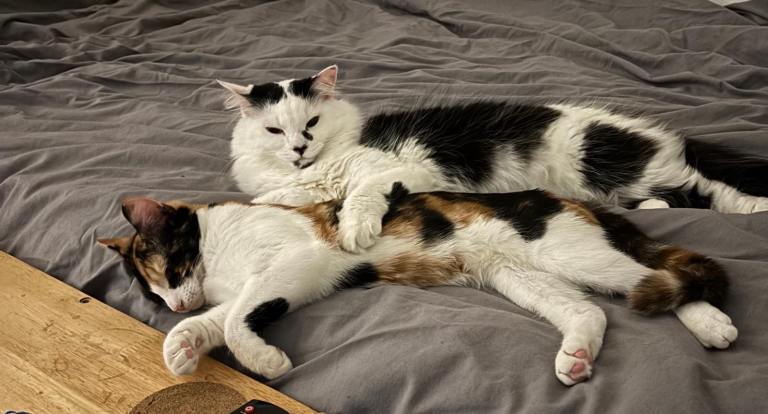 Two cats needing a new home