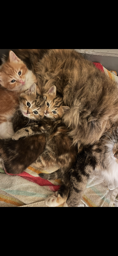 Half Main-Coone Kittens 