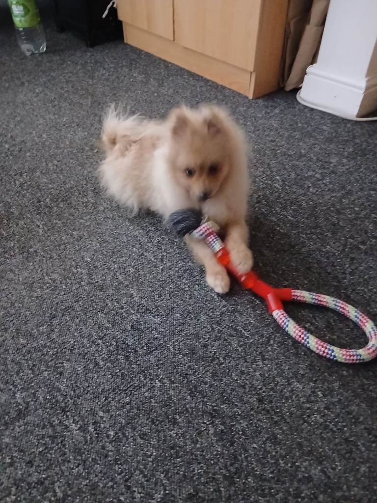 Pomeranian dog