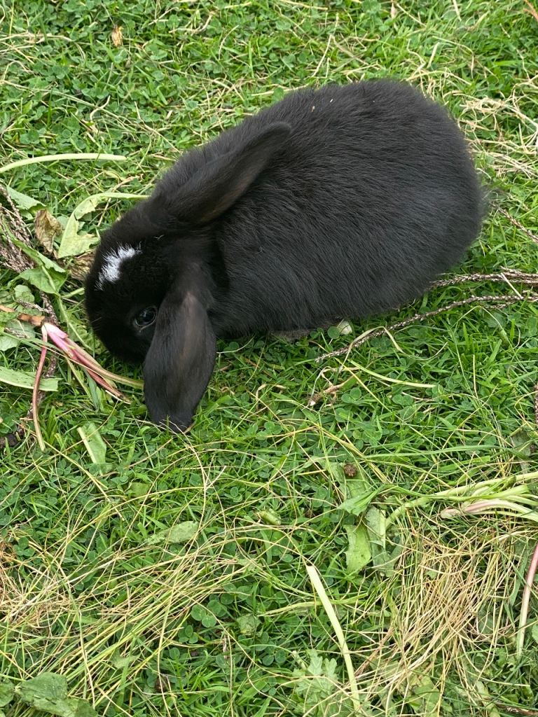 Mini lop Baby Rabbits
