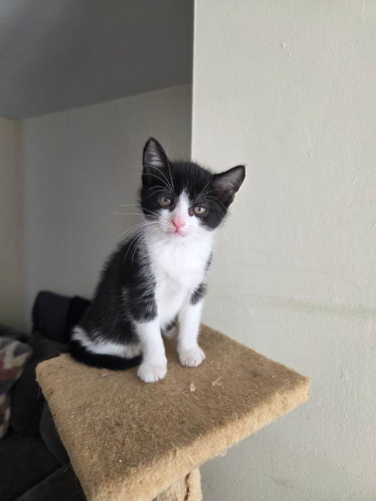 Beautiful kittens ready 