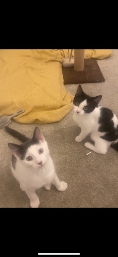 2 female cats for sale 