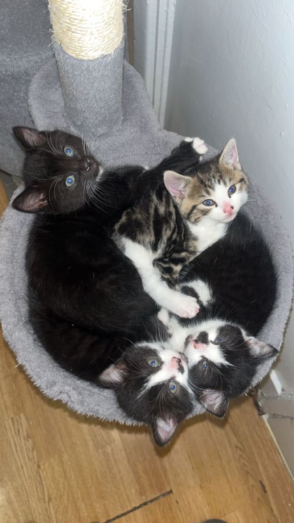 Kittens for sale