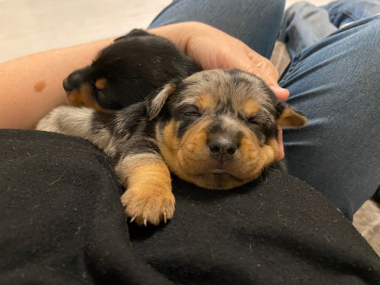 Mixed colours Jack Russell puppies