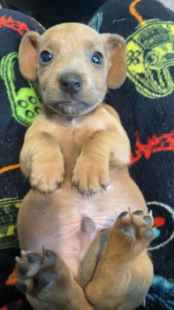 Sausage dogs seeking forever home 