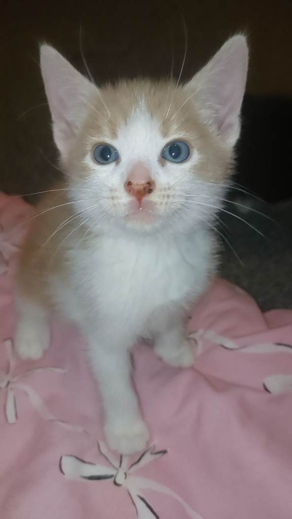 Kittens for sale 