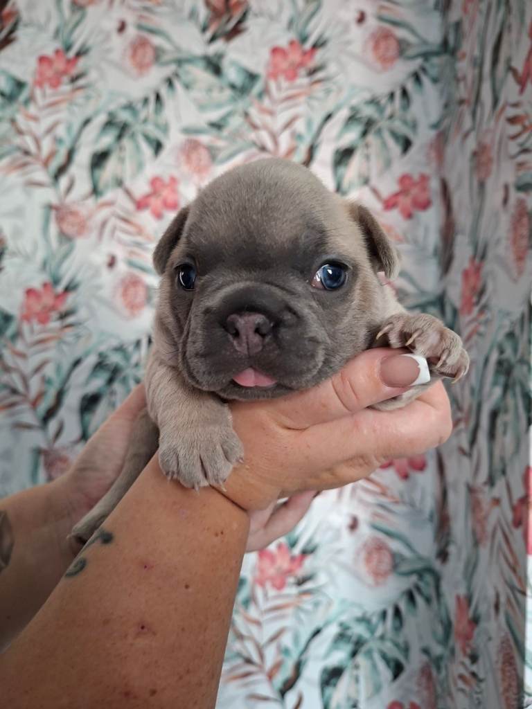 Gorgeous French Bulldog puppy (No time wasters please)