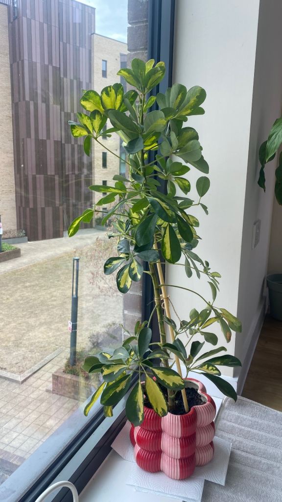 Healthy Umbrella (Schefflera) Plant in hand painted clay pot