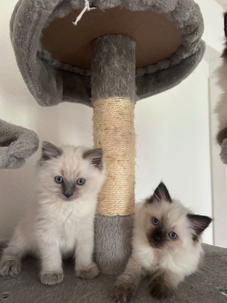 Ragdoll breed kittens