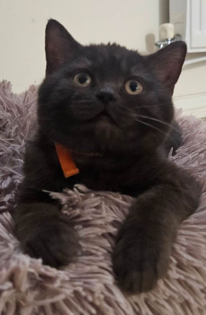 BSH Kittens Chocolate, Silver & Black 