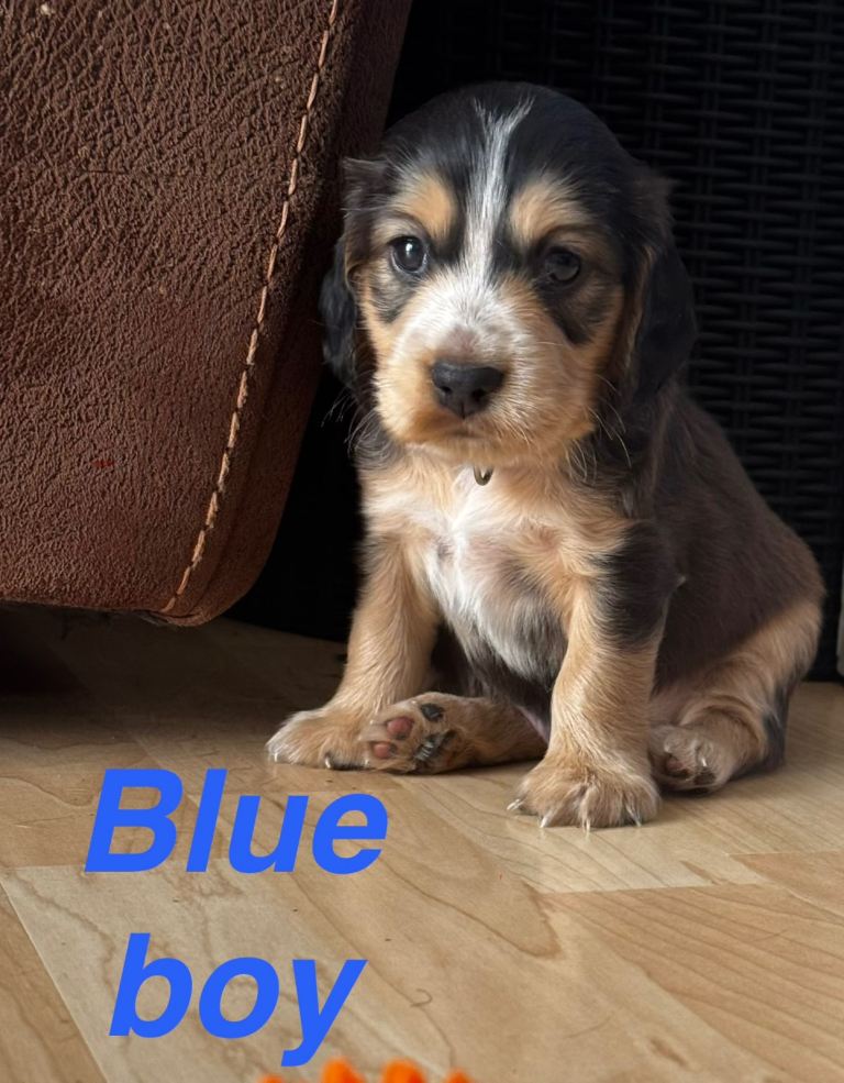 Cocker Spaniel Puppies