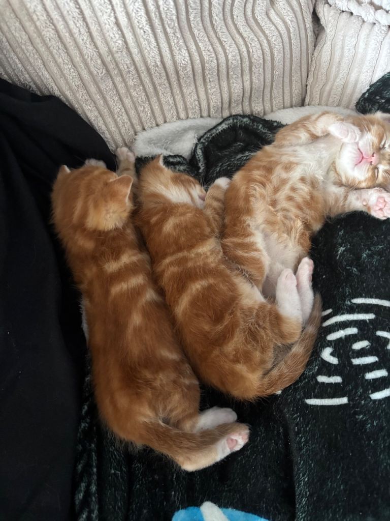 Beautiful ginger kittens 