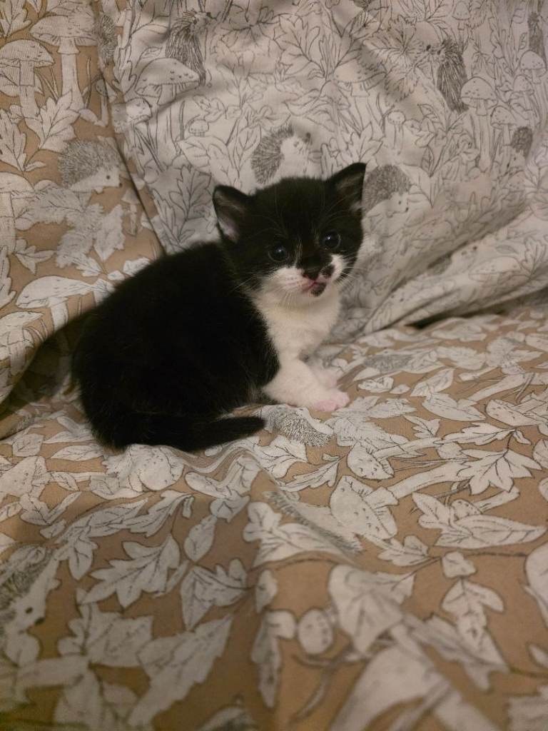 Kittens