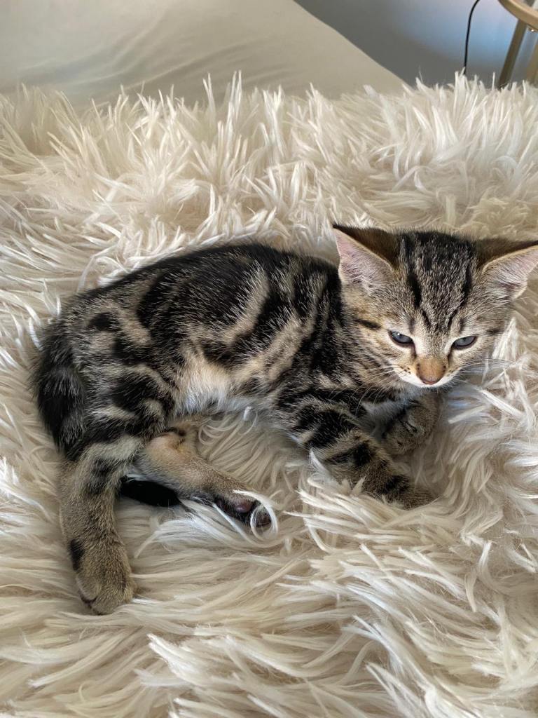 Stunning Male Kitten - 8 Weeks Old