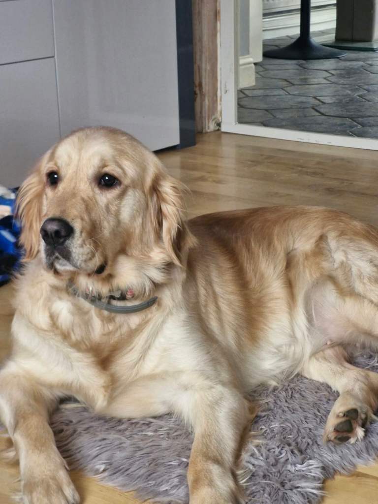 4 Year old- Golden retriever