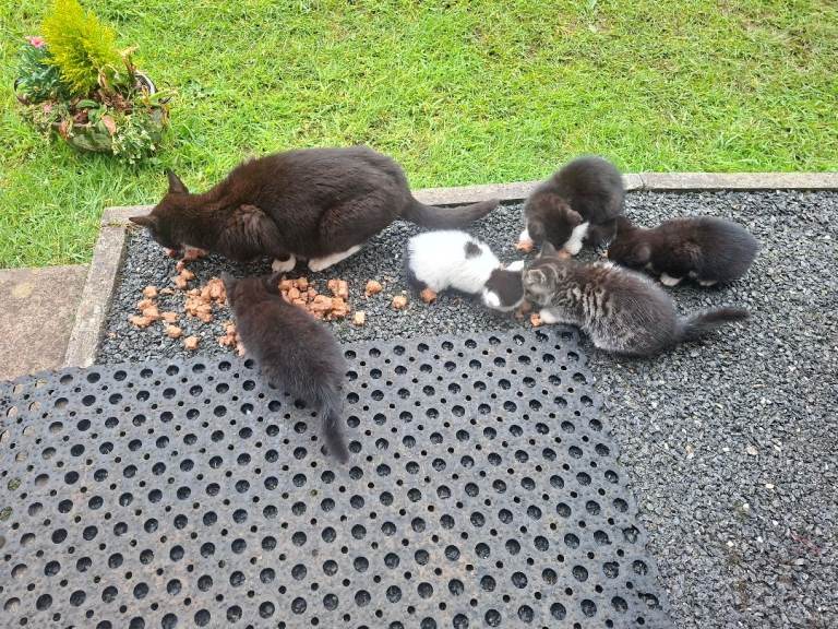 Kittens