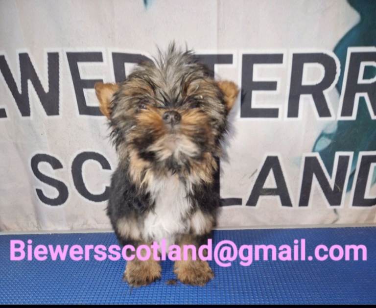 Last biewer terrier female pup. Ready now.  Colourful Yorkshire yorkie