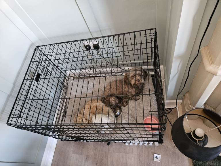 Large dog crate