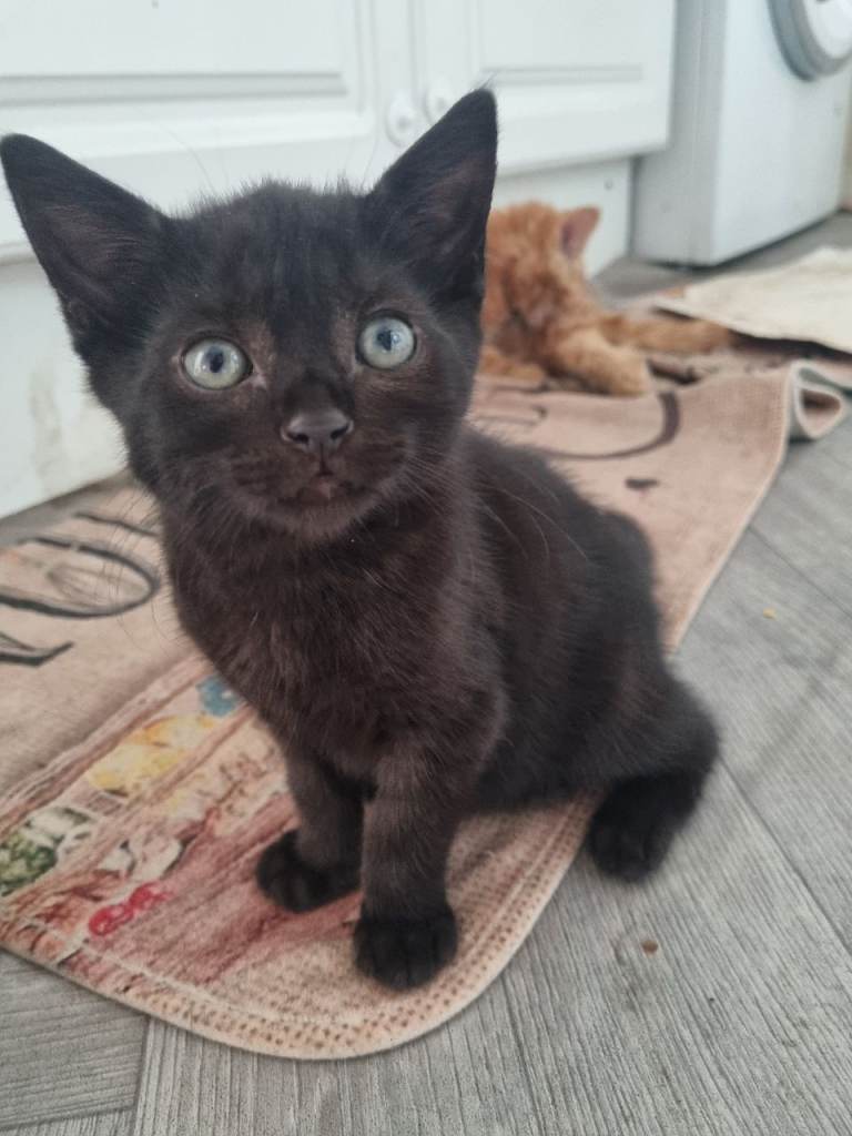 British breed kitten 