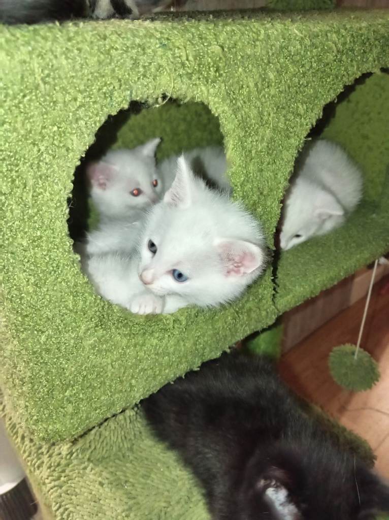 Gorgeous all white m&f kittens some with blue eyes and a beautiful black boy kitten available 