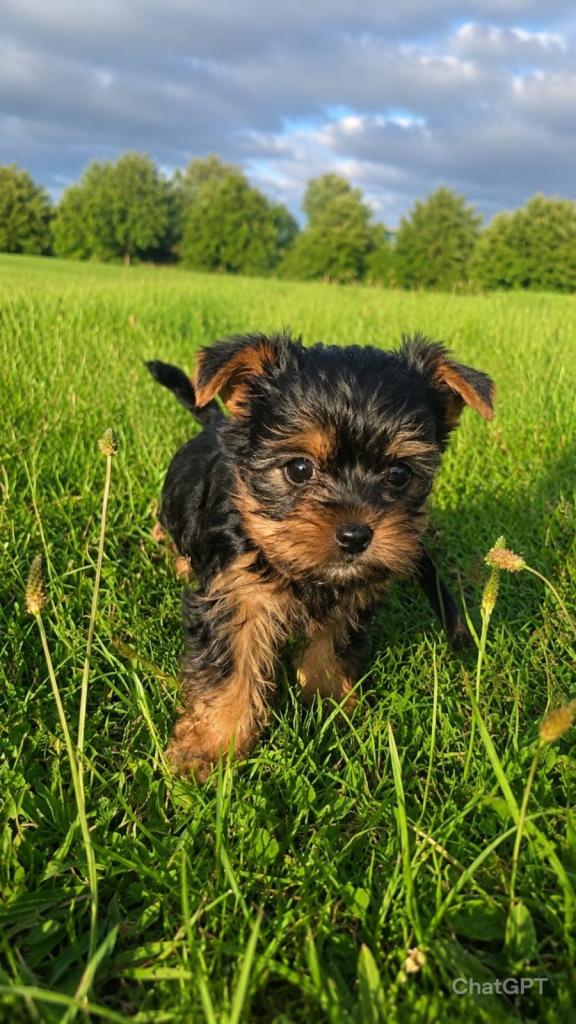 Yorkshire Terrier Puppies