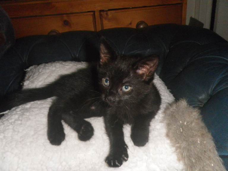 Adorable Black Tabby Kitten