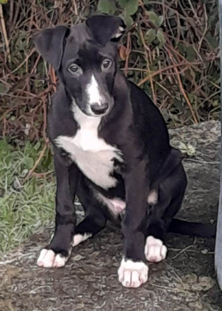 Lurcher pups for sale