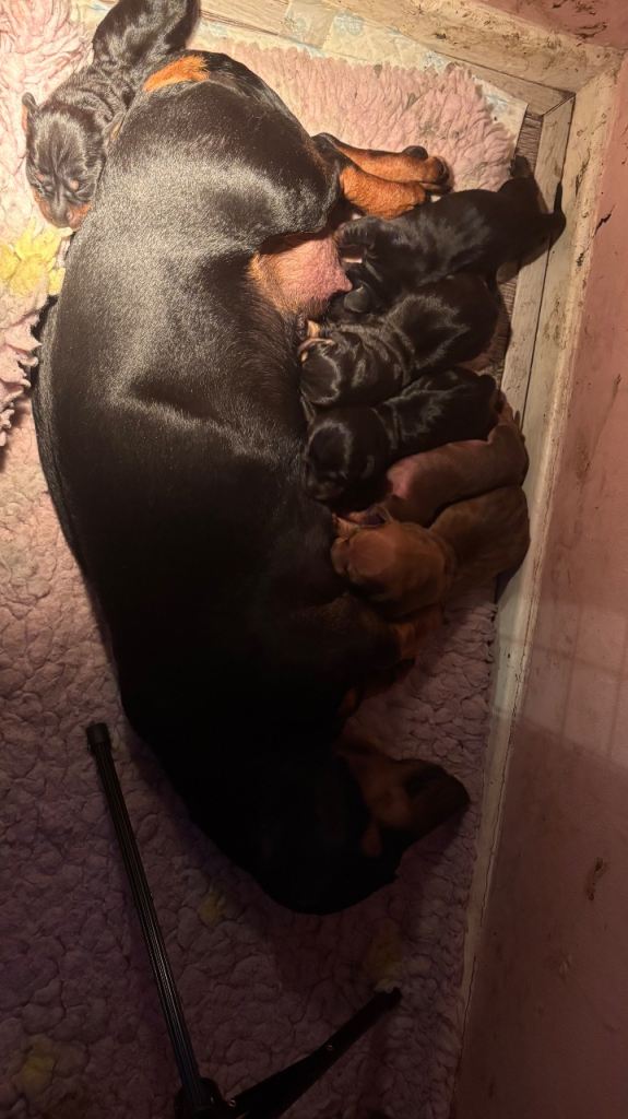 Adorable dachshund puppies 