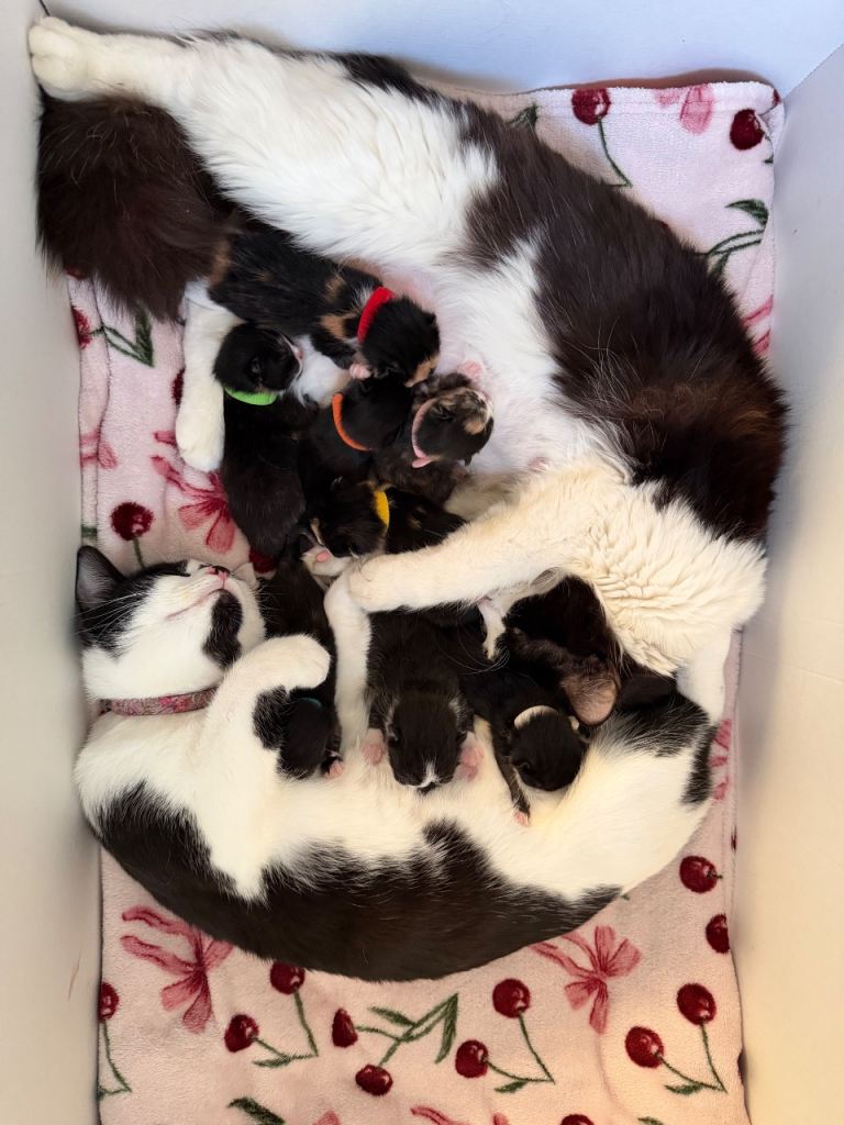 Beautiful kittens ready in JUNE 