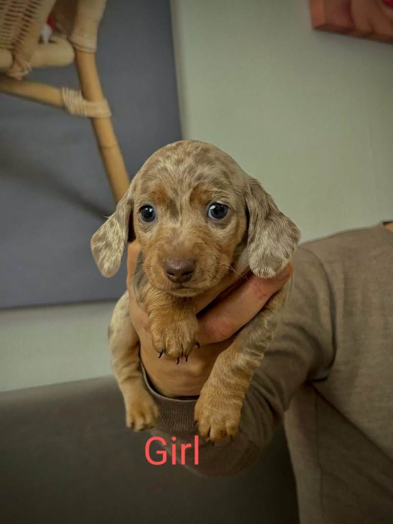 Gorgeous Miniature Dachshunds Puppies ❤️