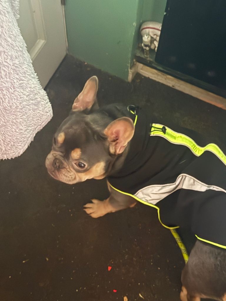 Frenchie for sale 
