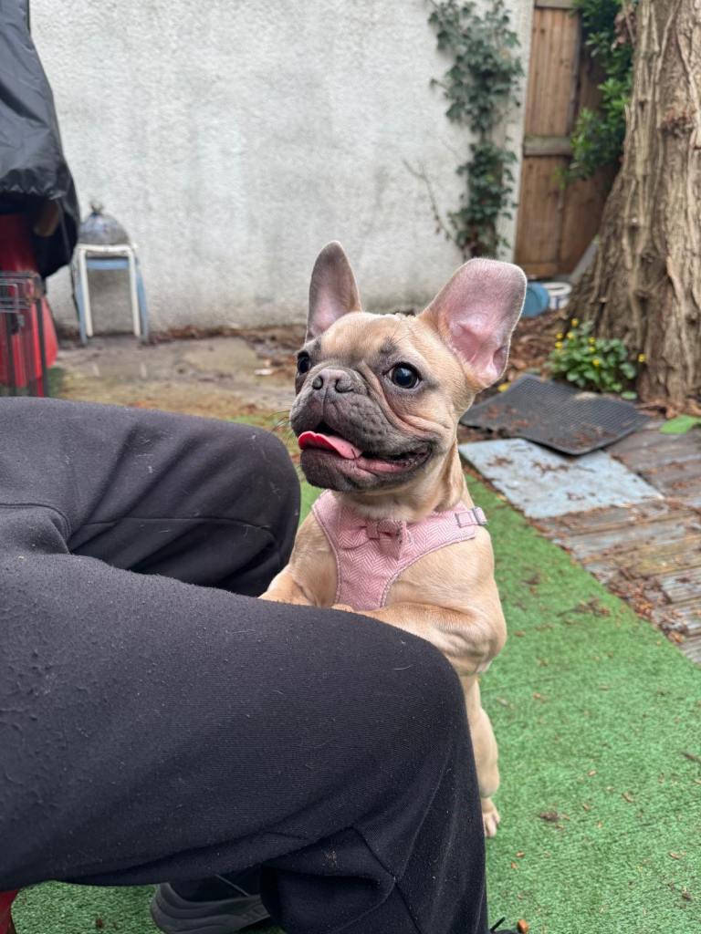 French bulldog 